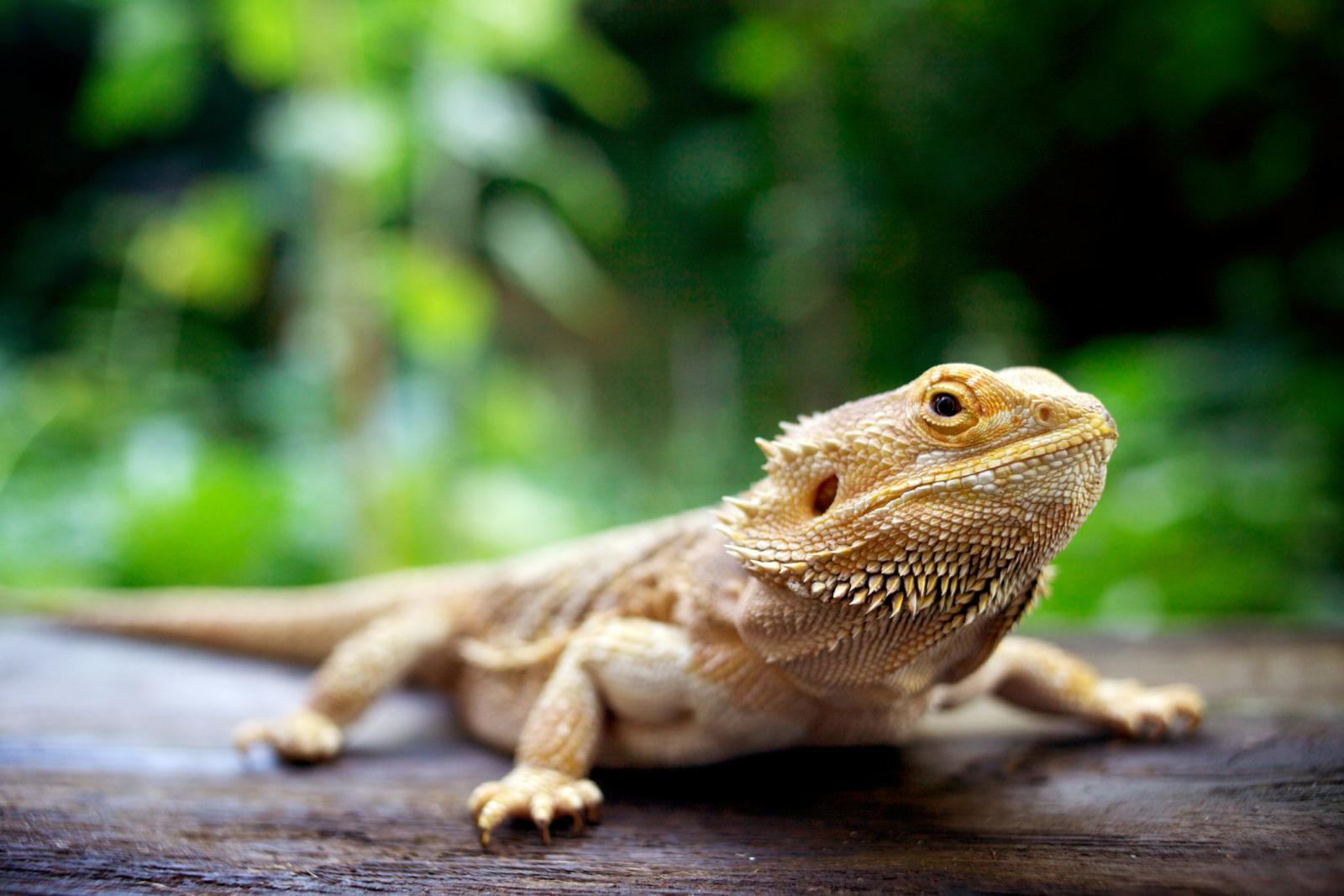Dragón Barbudo
