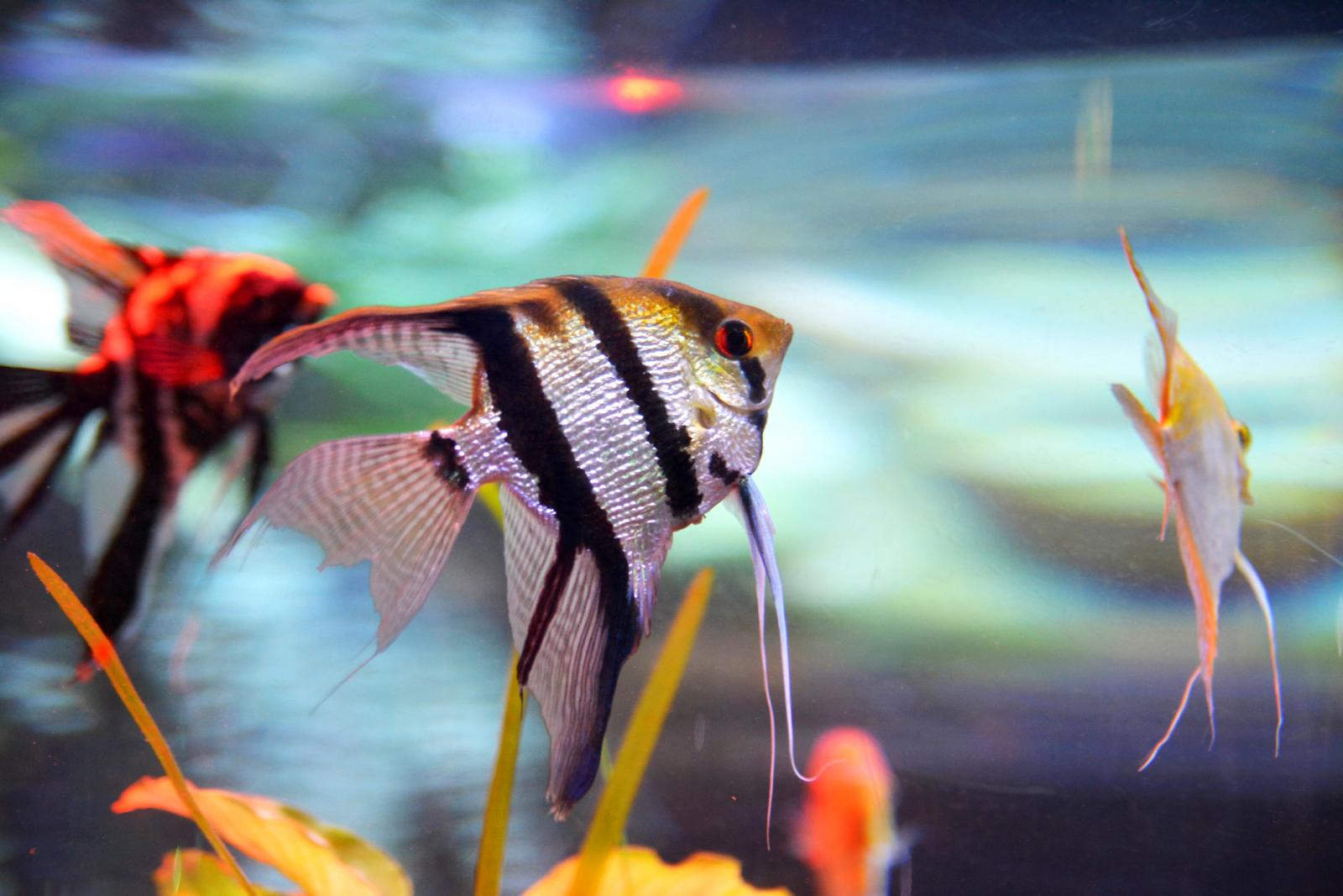 Peces ángel en un acuario