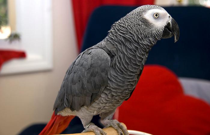 Loro gris africano