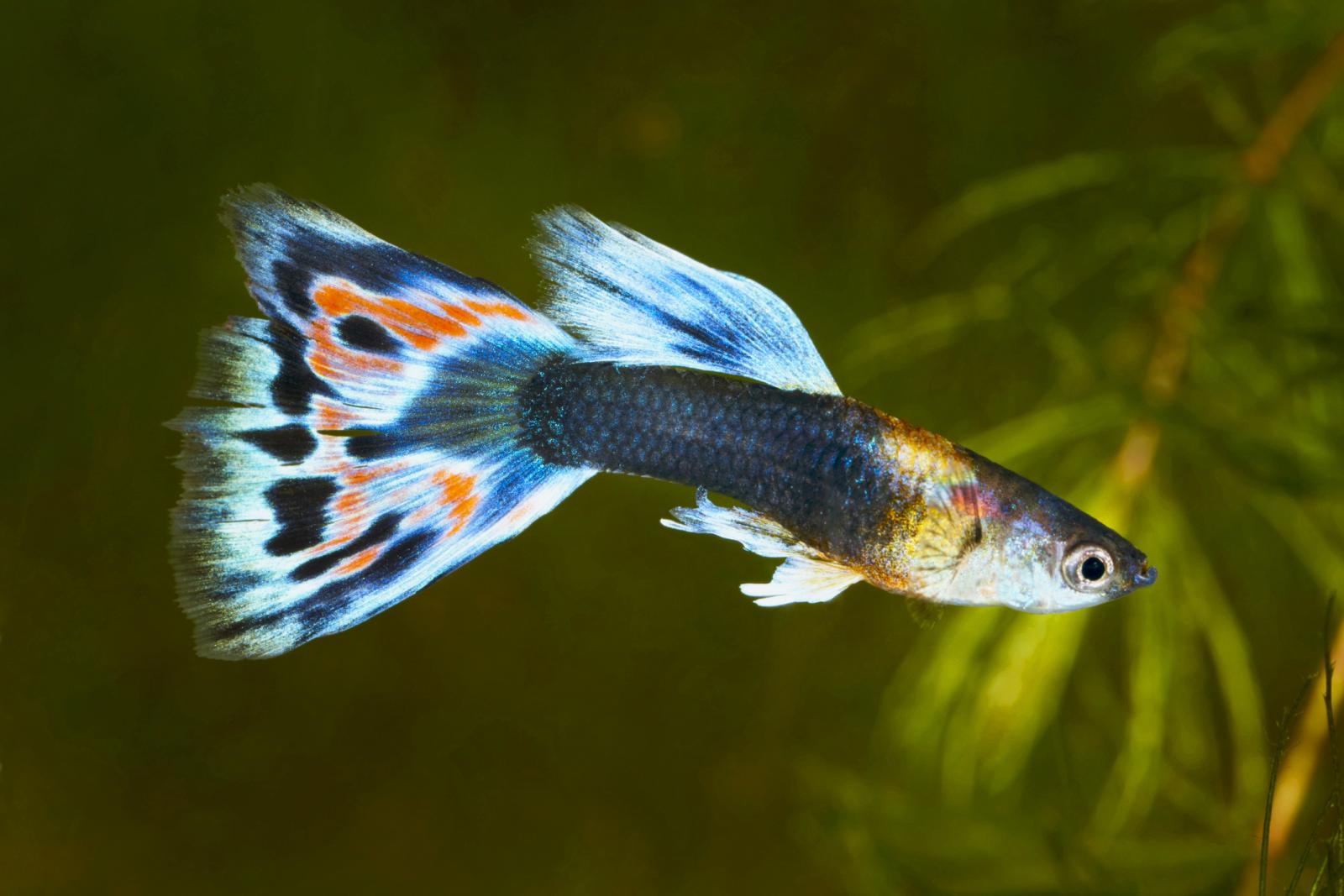 Guppy. Poecilia reticulata