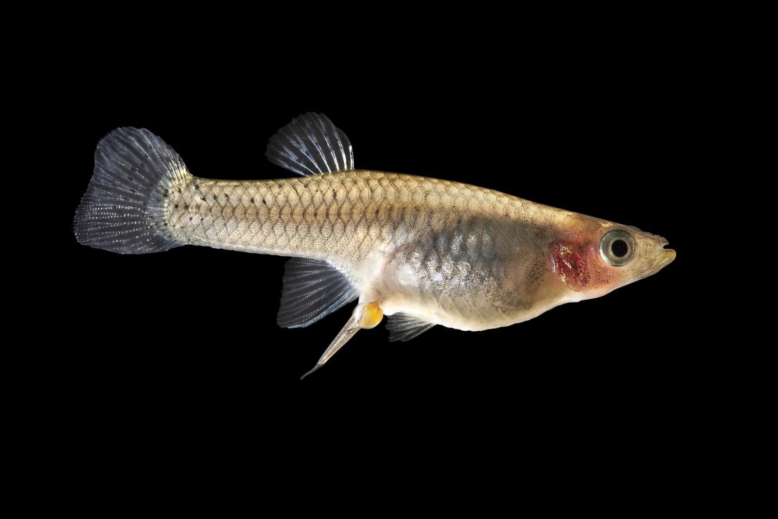 Guppy embarazado