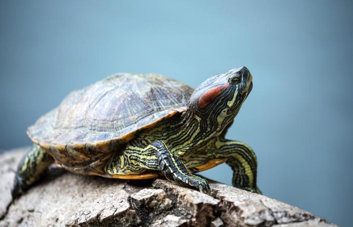 Tortuga en madera