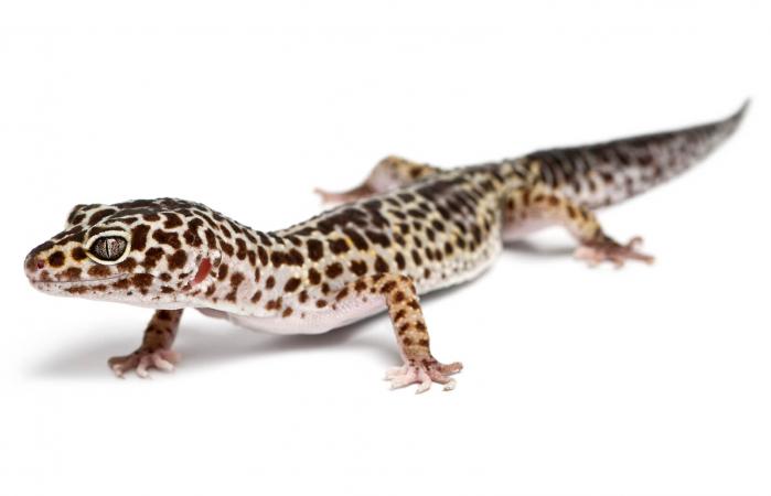 Gecko leopardo