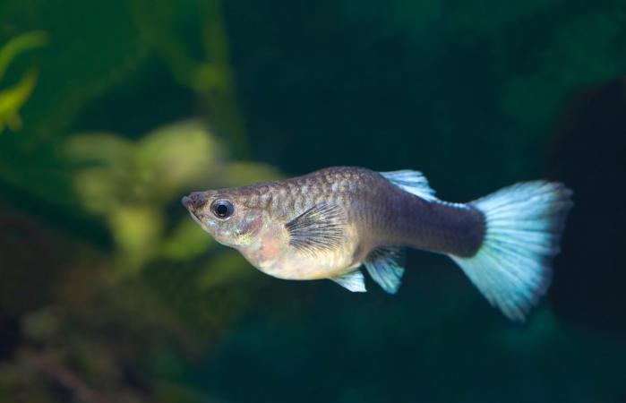 Guppy preñado