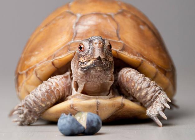 Tortuga de caja comiendo un arándano