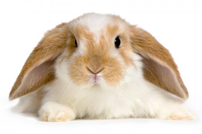 Lop conejo con orejas largas