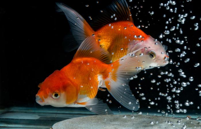 Dos peces dorados