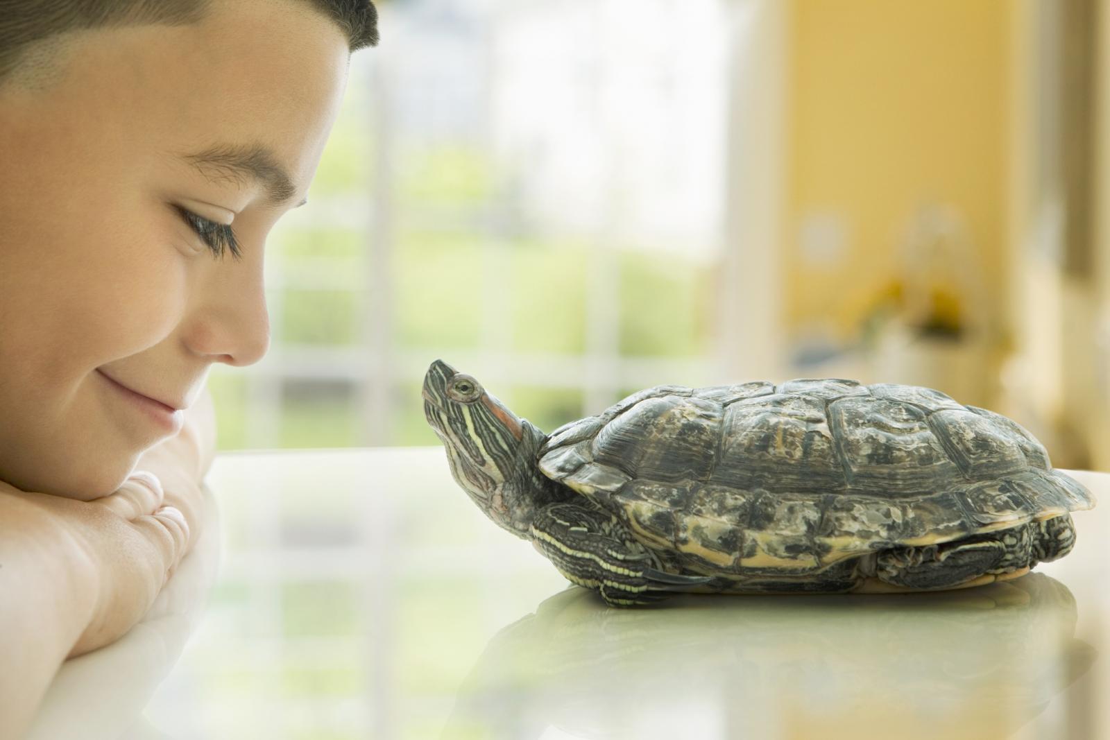 Niño mirando a su mascota tortuga
