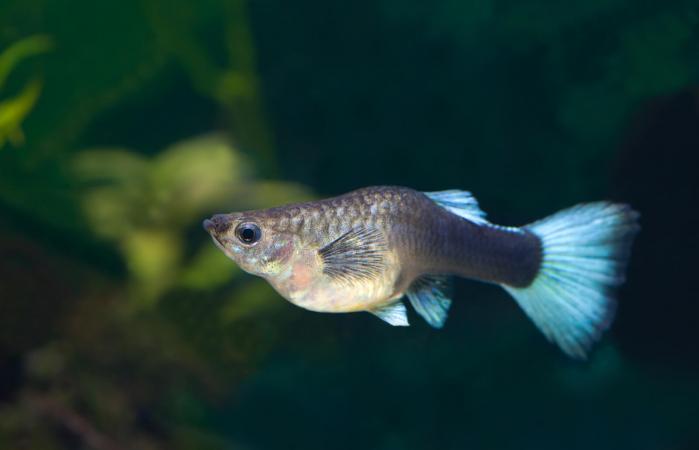Pez guppy embarazado