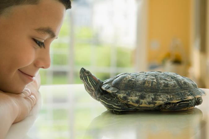 niño sonriendo a su tortuga