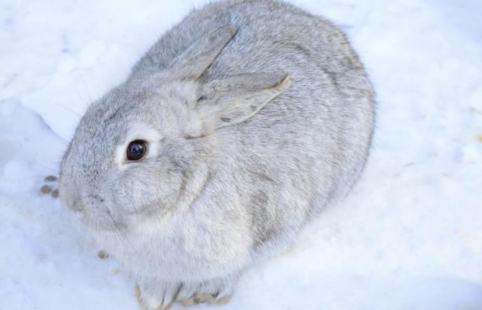 Conejo chinchilla gris plateada