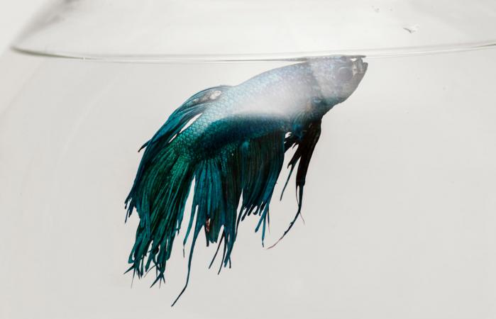 Pez betta en acuario