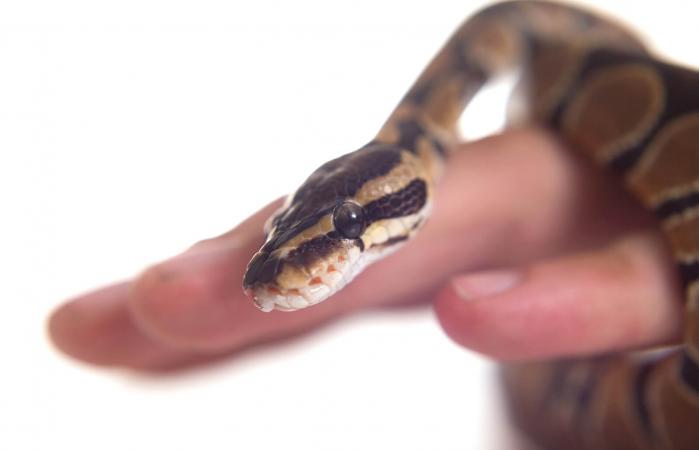 serpiente en una mano