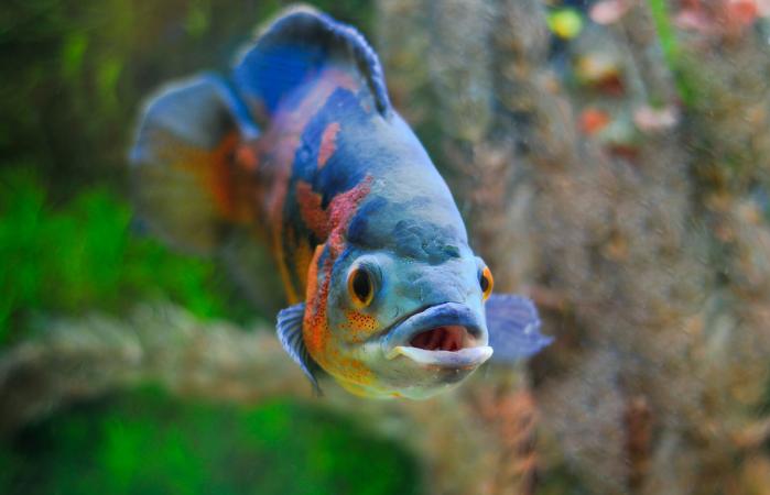 Pez pequeño de acuario
