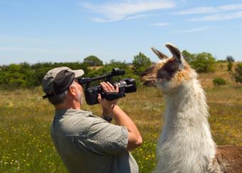 Llama checking out a videographer.