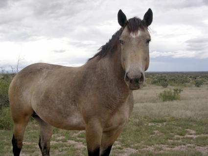 horse western movies