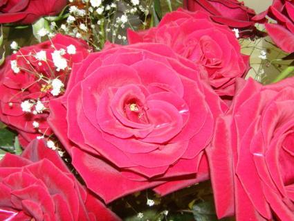 Some Red Roses