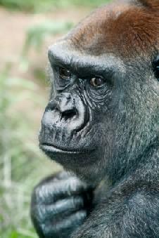 Planet of the Apes