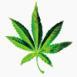 Reggae Music