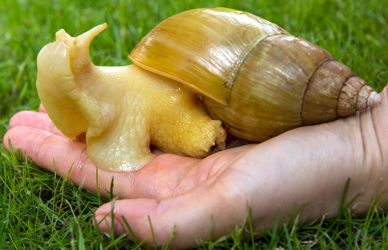 caracol-africano-gigante.jpg