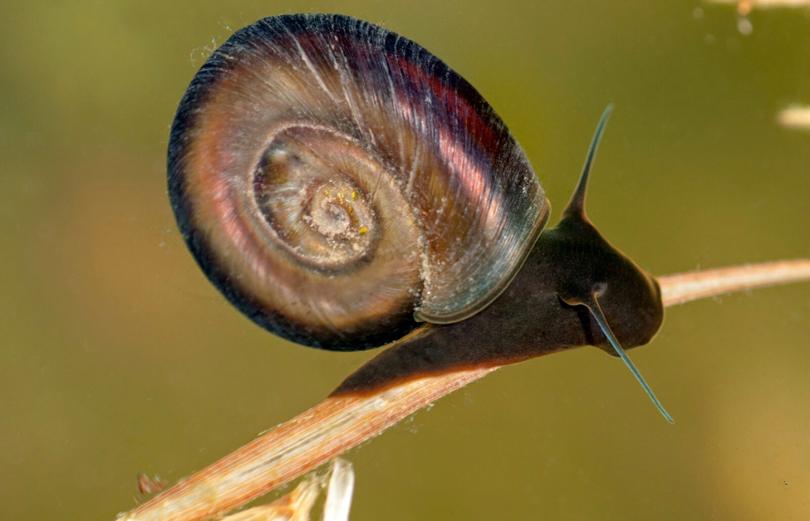 caracol-agua-fresca.jpg
