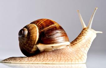 Caracol