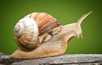 Caracol romano