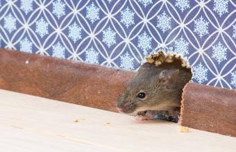 Ratón en un agujero en la pared