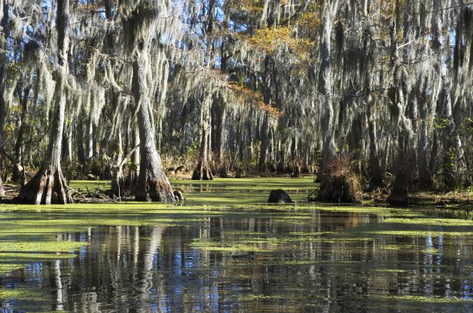 Humedales en Louisiana, USA