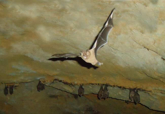 Murciélago volando en cueva