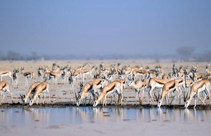 Gacelas bebiendo agua en el desierto