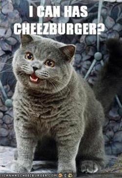 Cat Meme