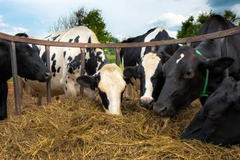 Cows feeding on hay bales