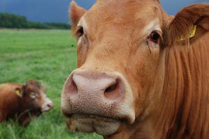 Brown cow face