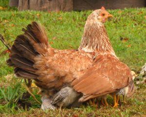 Hen with chicks