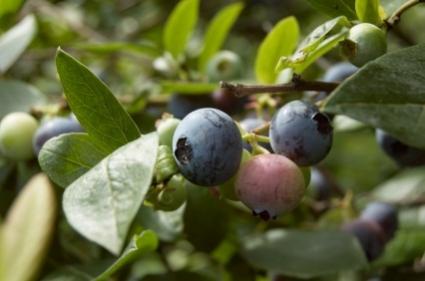 blueberry plant