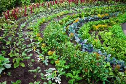 How to Grow an Organic Vegetable Garden | LoveToKnow