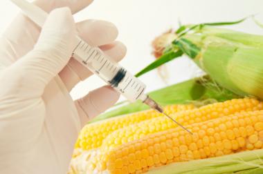 GMO corn