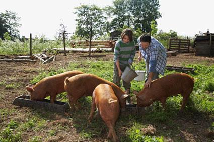 Feeding pigs