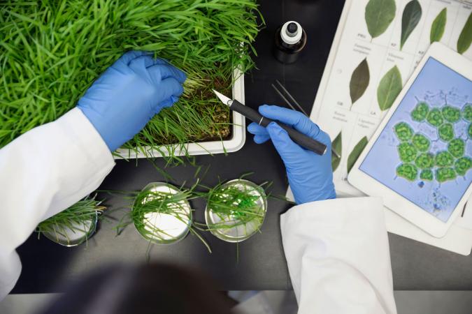 Scientist examining GMO plants in laboratory