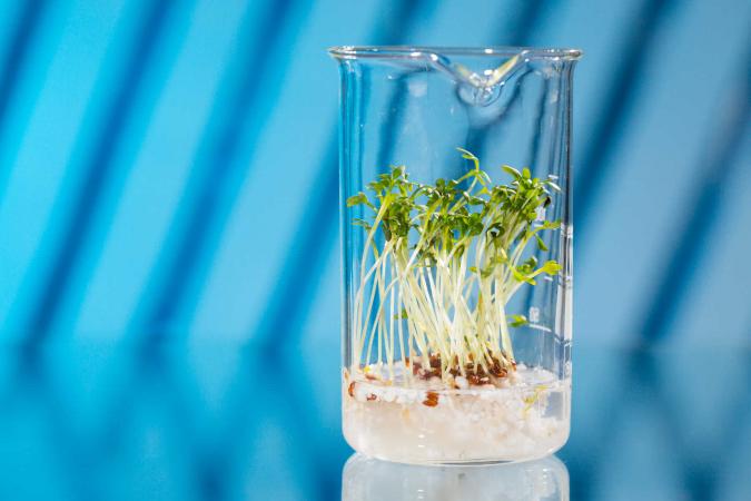 alfalfa sprouts