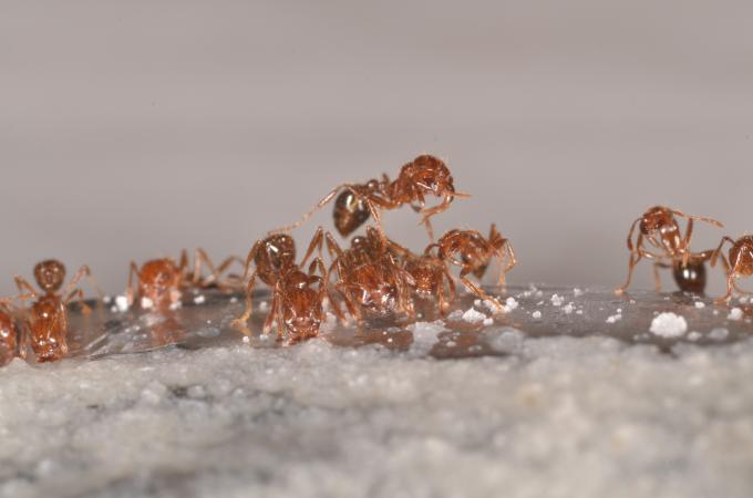 ants eating borax