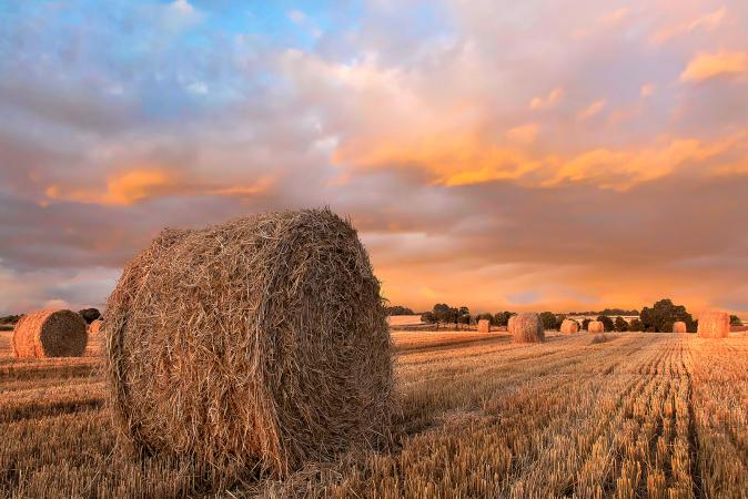 hay bales in field