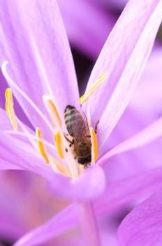 bee in purple flower