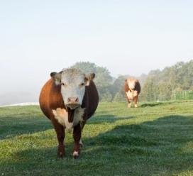 cows