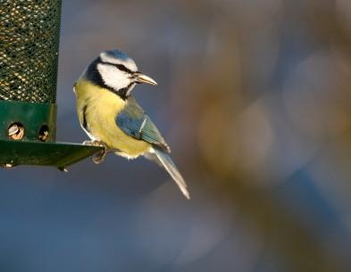 Blue_tit_bird.jpg