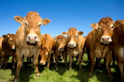 Livestock Farming