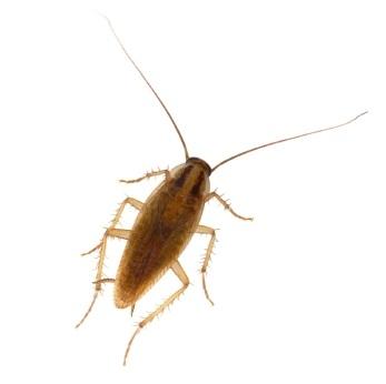 cockroach
