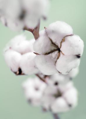 Cotton plant