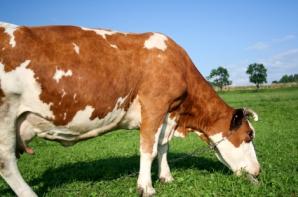 cow grazing